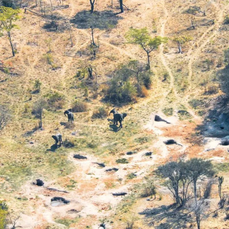 Usangu Expedition Camp, Ruaha National Park, lansdcape with wildlife, elephants walking amongst the trees