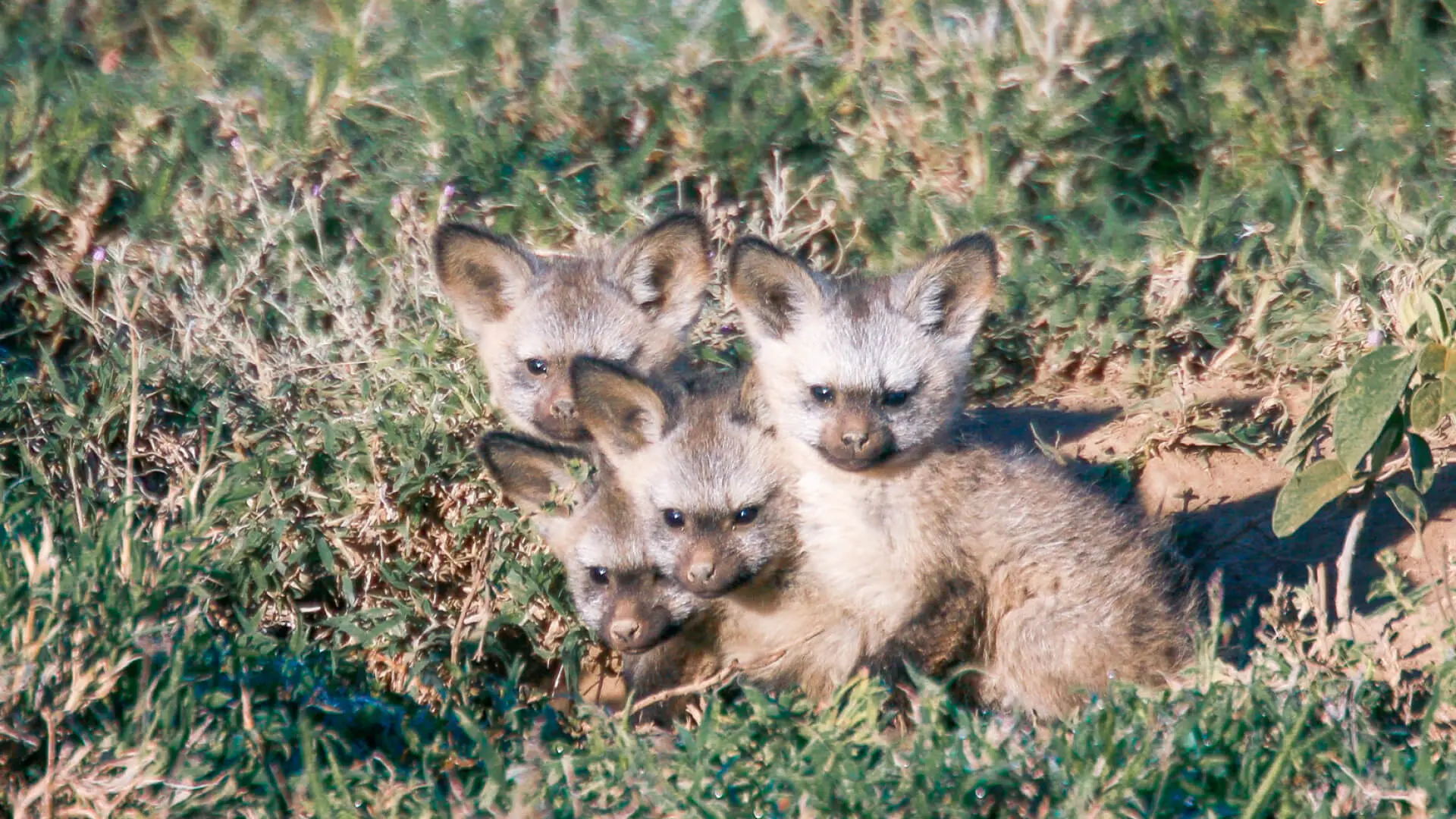 A group of baby bat eared foxes in the grass in the serengeti northern tanzania