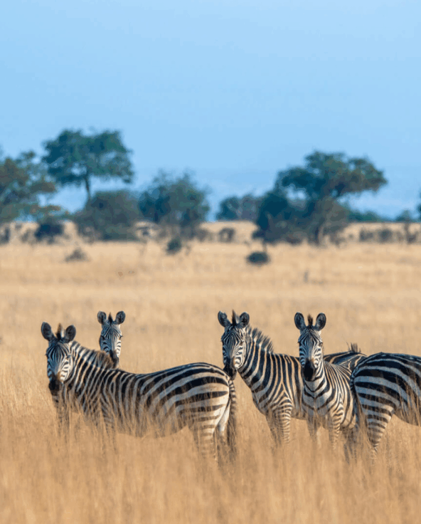 A herd of zebra grass the fields in Tarangire park.