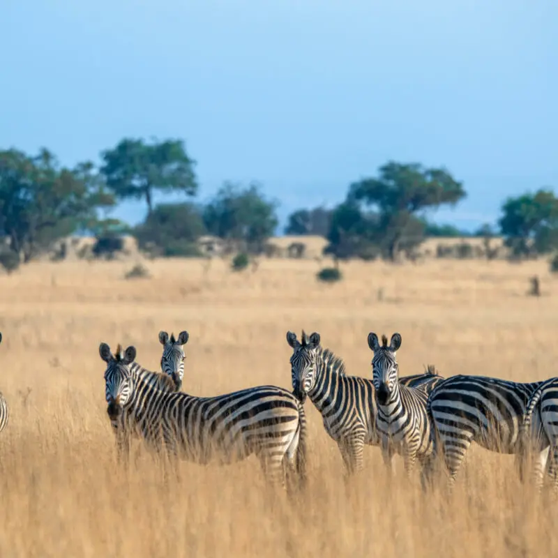 A herd of zebra in the grasses of tarangere national park northern tanzania