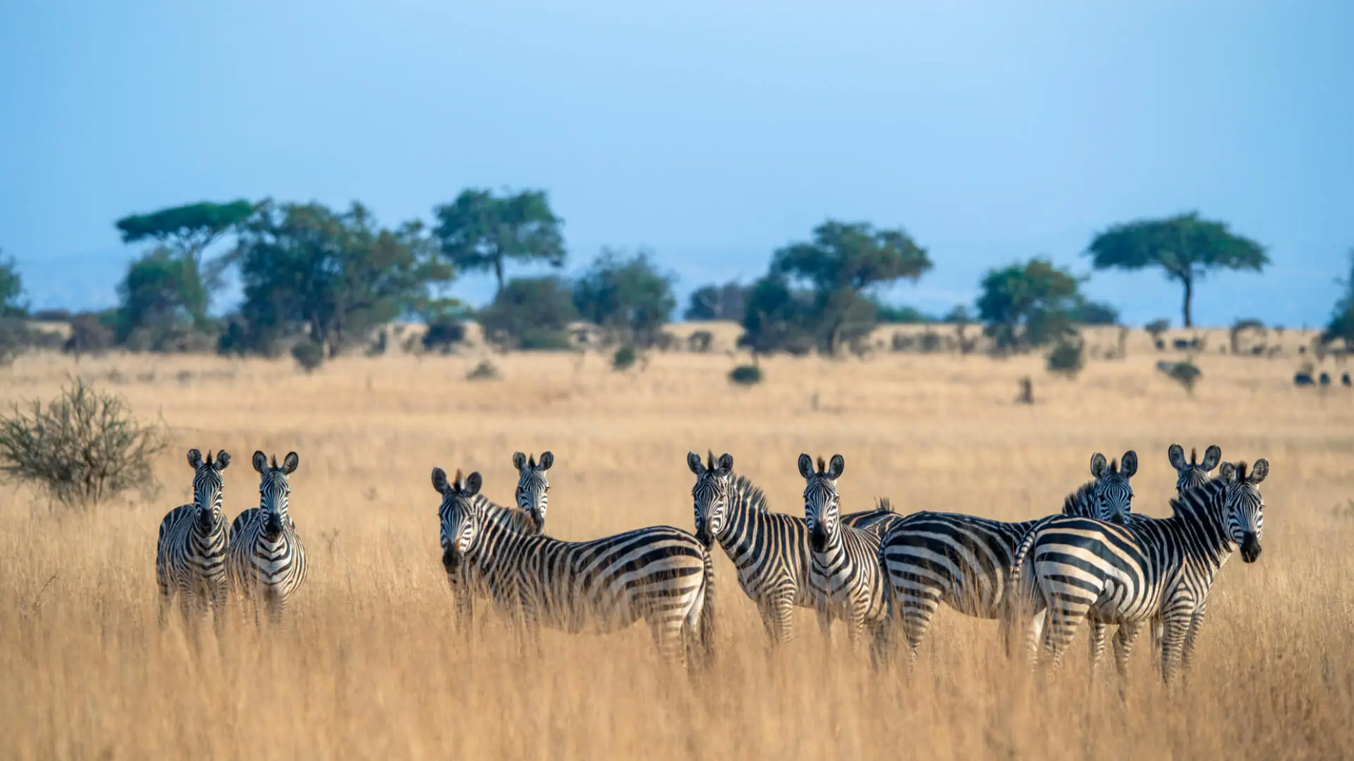 A herd of zebra in the grasses of tarangere national park northern tanzania