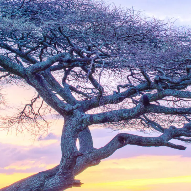 An Acacia tree in the Serengeti with the dawn light behind it.