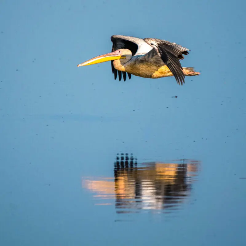 A bird flies low over the water - birding safaris