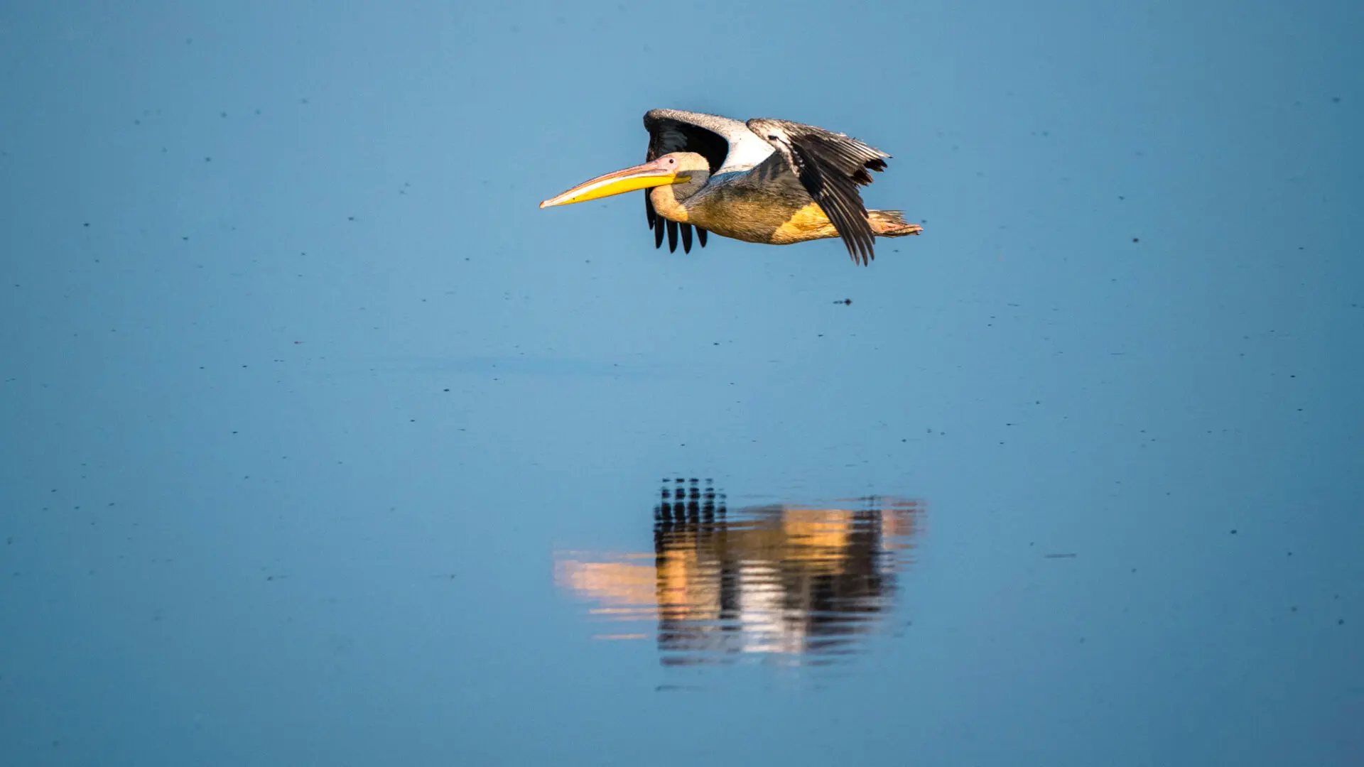 A bird flies low over the water - birding safaris
