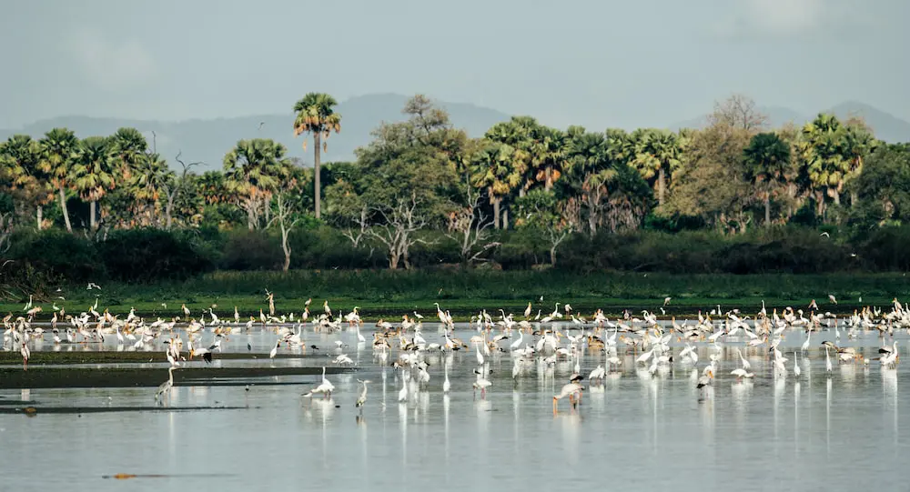 Birdlife in Nyerere National Park