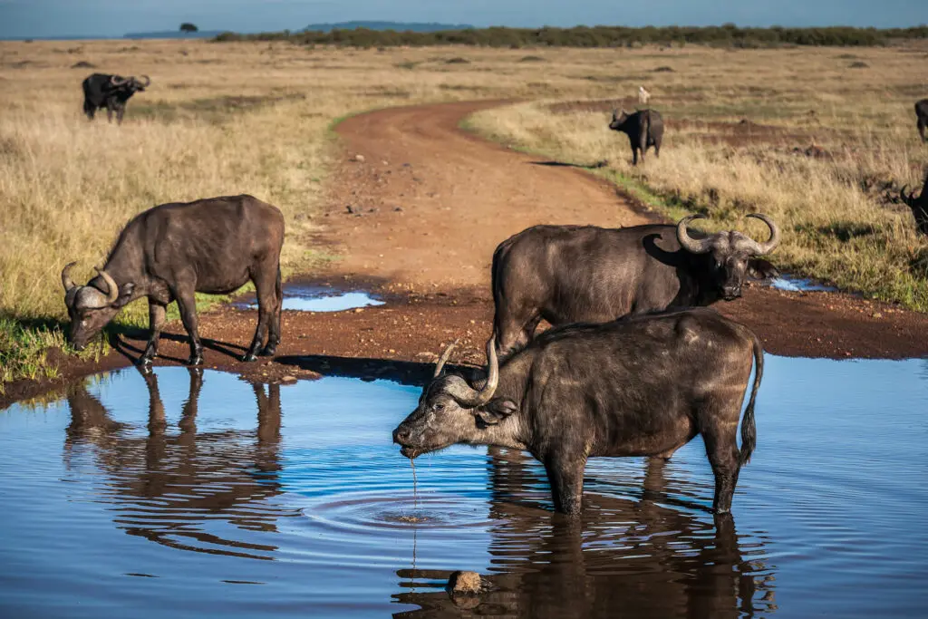 Buffalo drinking at the river in the Masai Mara