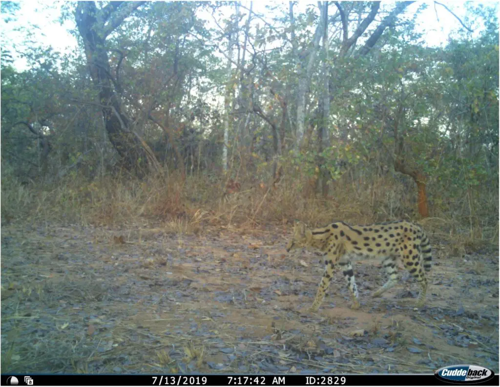 Camera Traps at Usangu Expedition Camp Ruaha National Park Tanzania