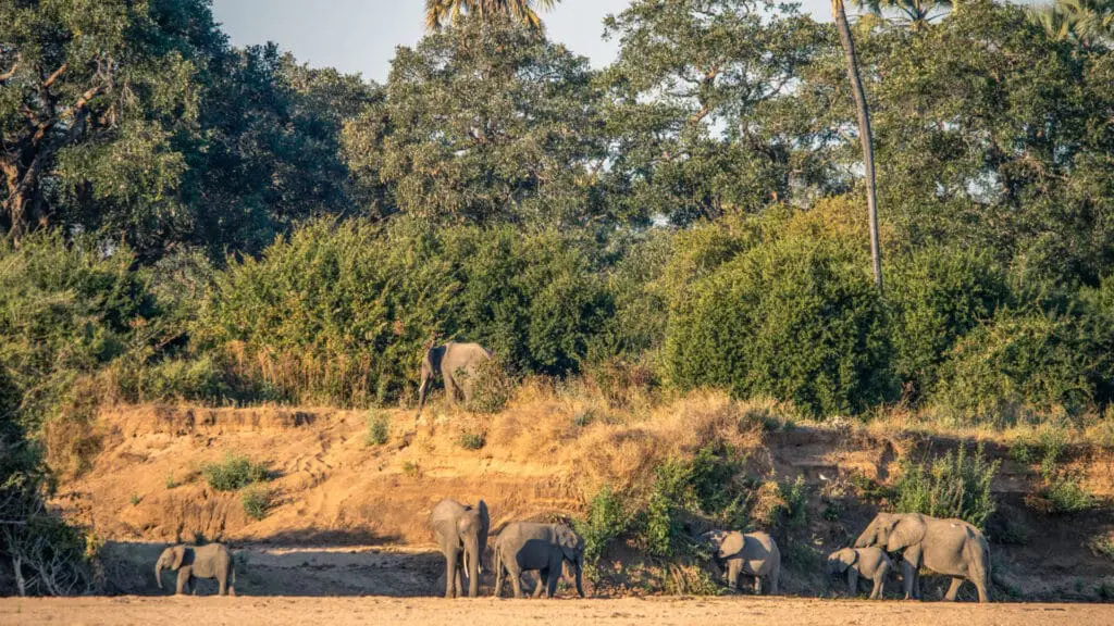 A family of elephants spotted by Kokoko guests