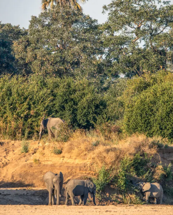 A family of elephants spotted by Kokoko guests