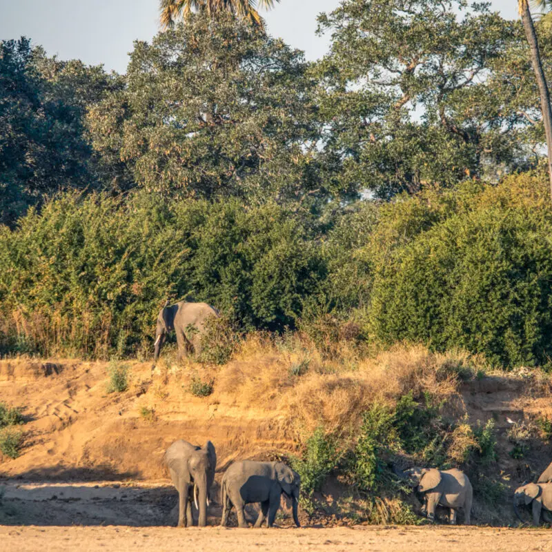 A family of elephants spotted by Kokoko guests