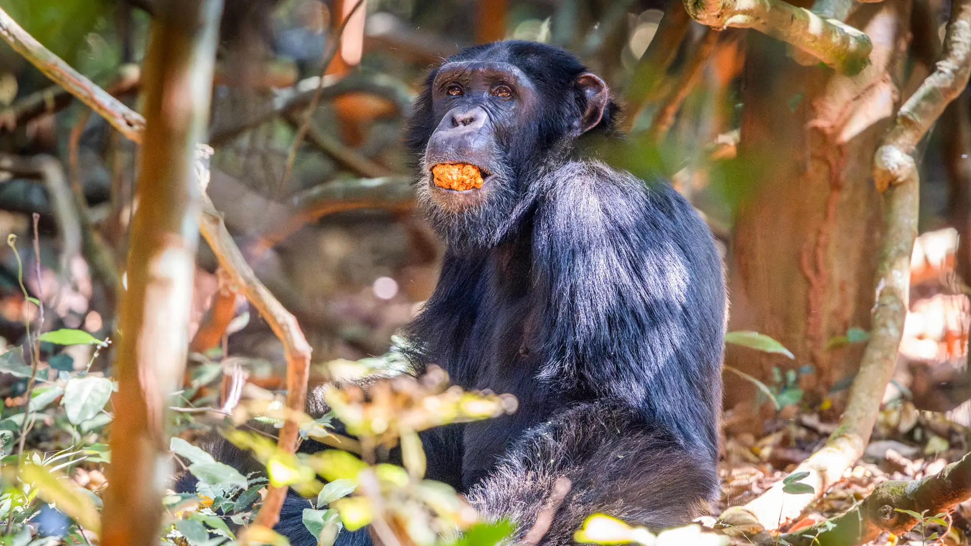 A chimp in the foliage with a fruit in his mouth