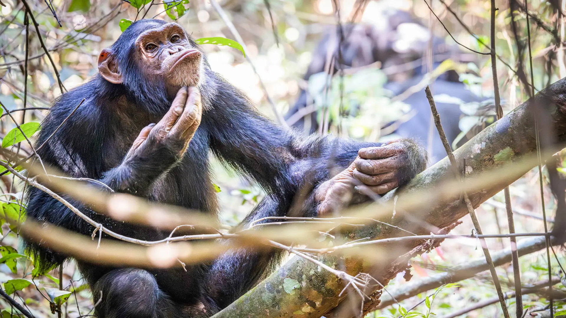 A chimp sits among the branches, scratching his chin