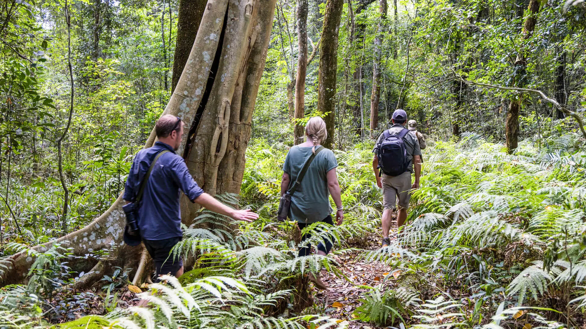 Visitors walk single file through the dense forest in search of chimpanzees