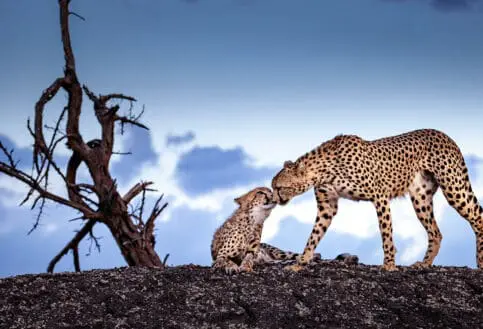 Cheetah and her cub in the Masai Mara