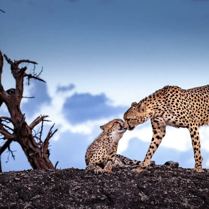 Cheetah and her cub in the Masai Mara