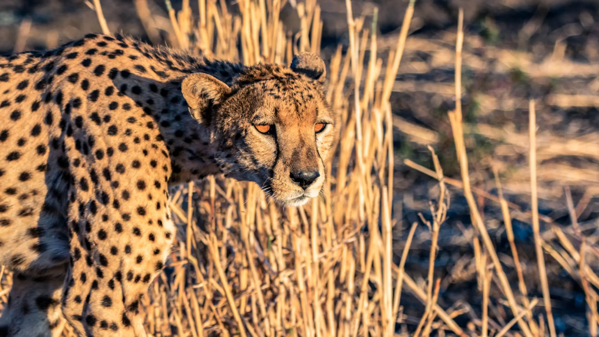 a cheetah looking ahead from the grasses in the golden sunlight