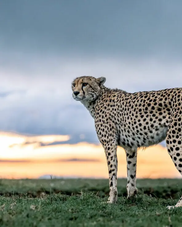 Cheetah in the plains at dusk in the Serengeti