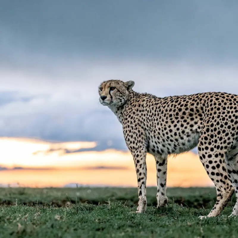 Cheetah in the plains at dusk in the Serengeti