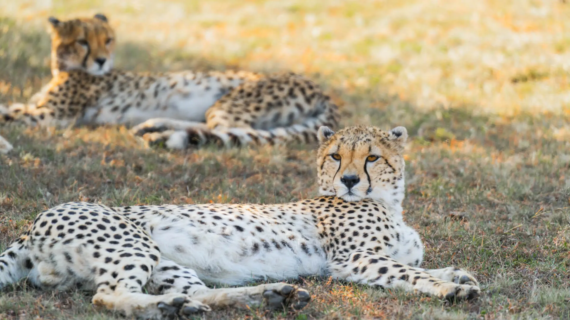Two cheetah lazing on the grass enjoying the shade, Serengeti National Park