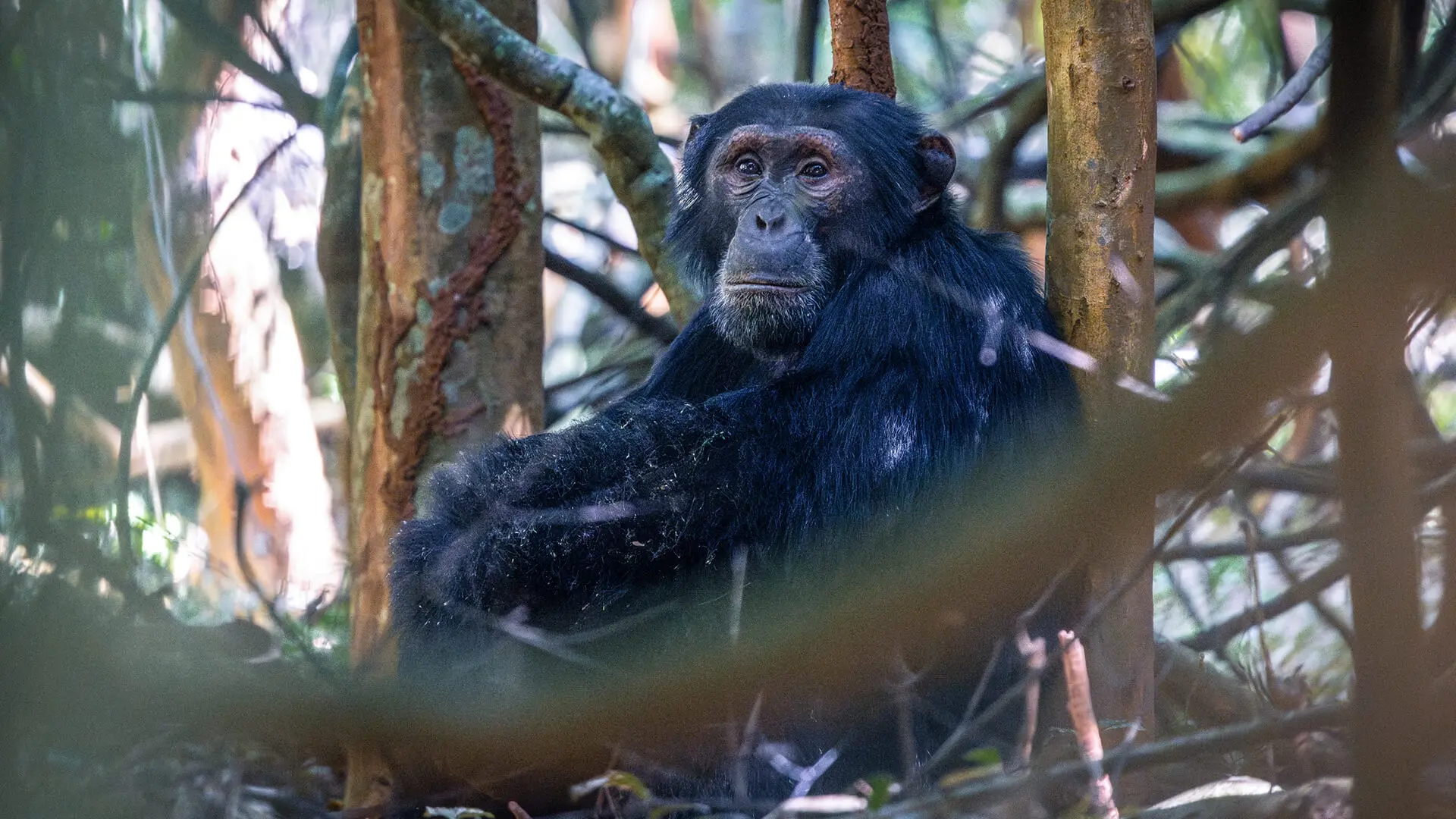 A chimp in the foliage on Rubondo Island in Tanzania - Asilia Africa