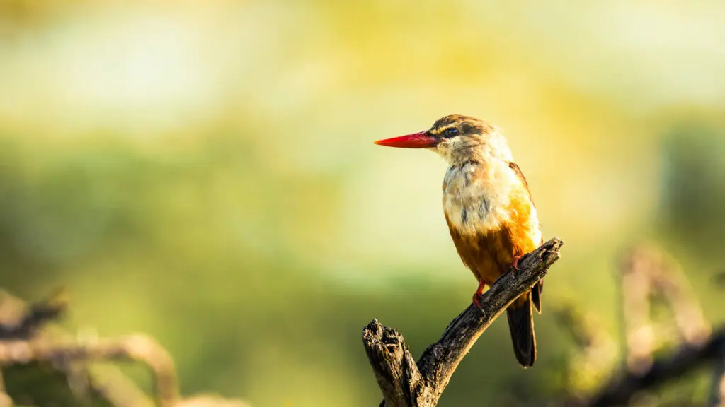 A small bird surveys for insect prey from a perch on a branch