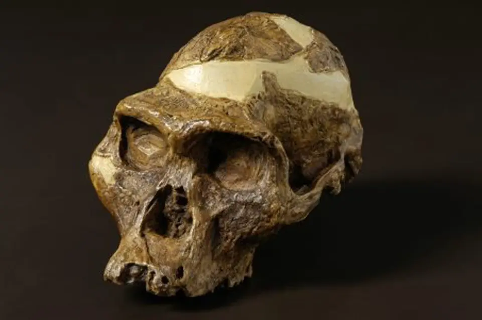 The skull of the Australopithecus africanus