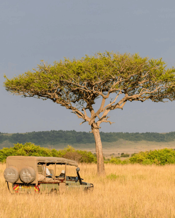 A game drive vehicle passing driving through open plains.