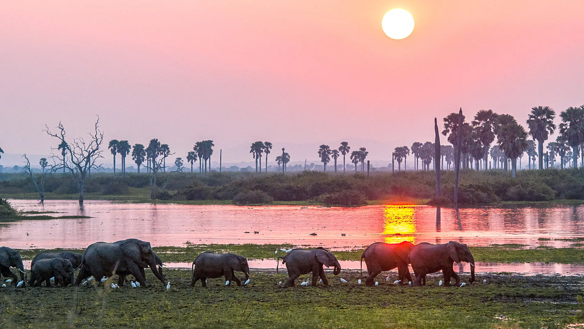 Sunset view in southern tanzania with a herd of elephants