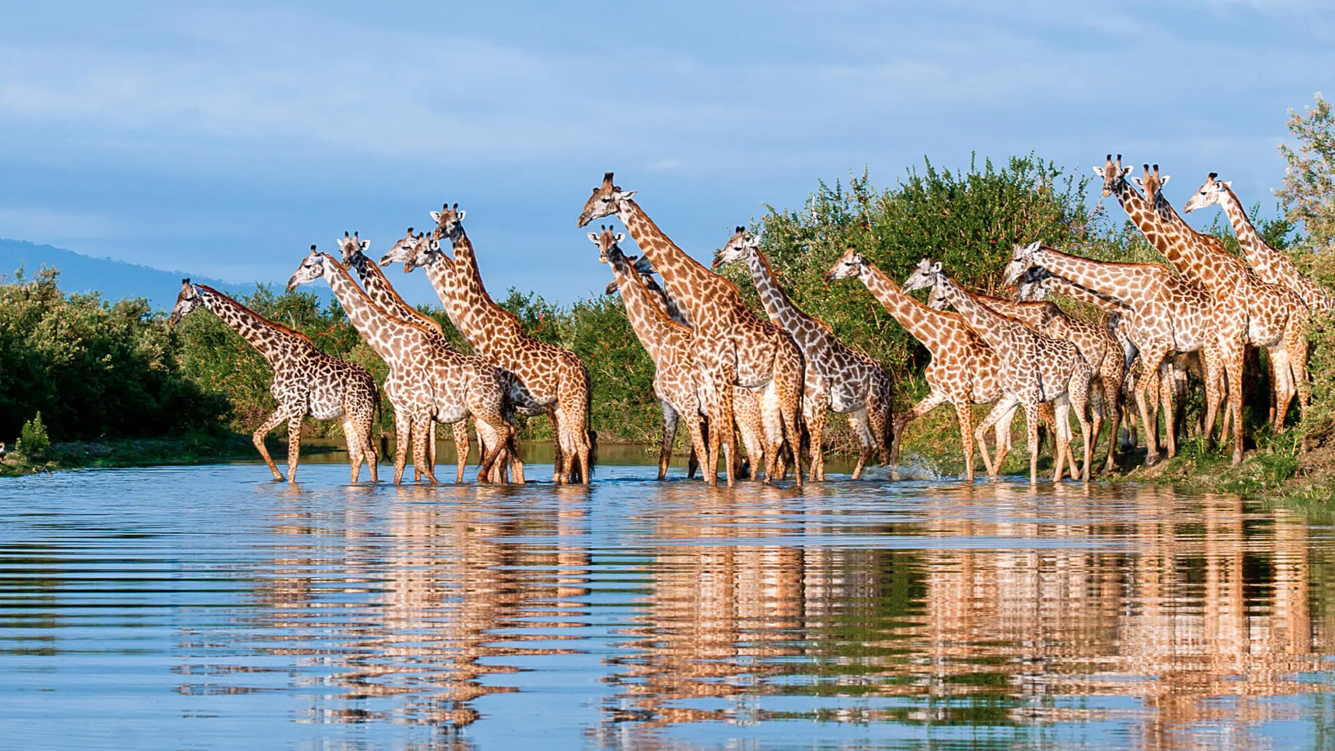 A group of giraffe stood in the water in southern tanzania
