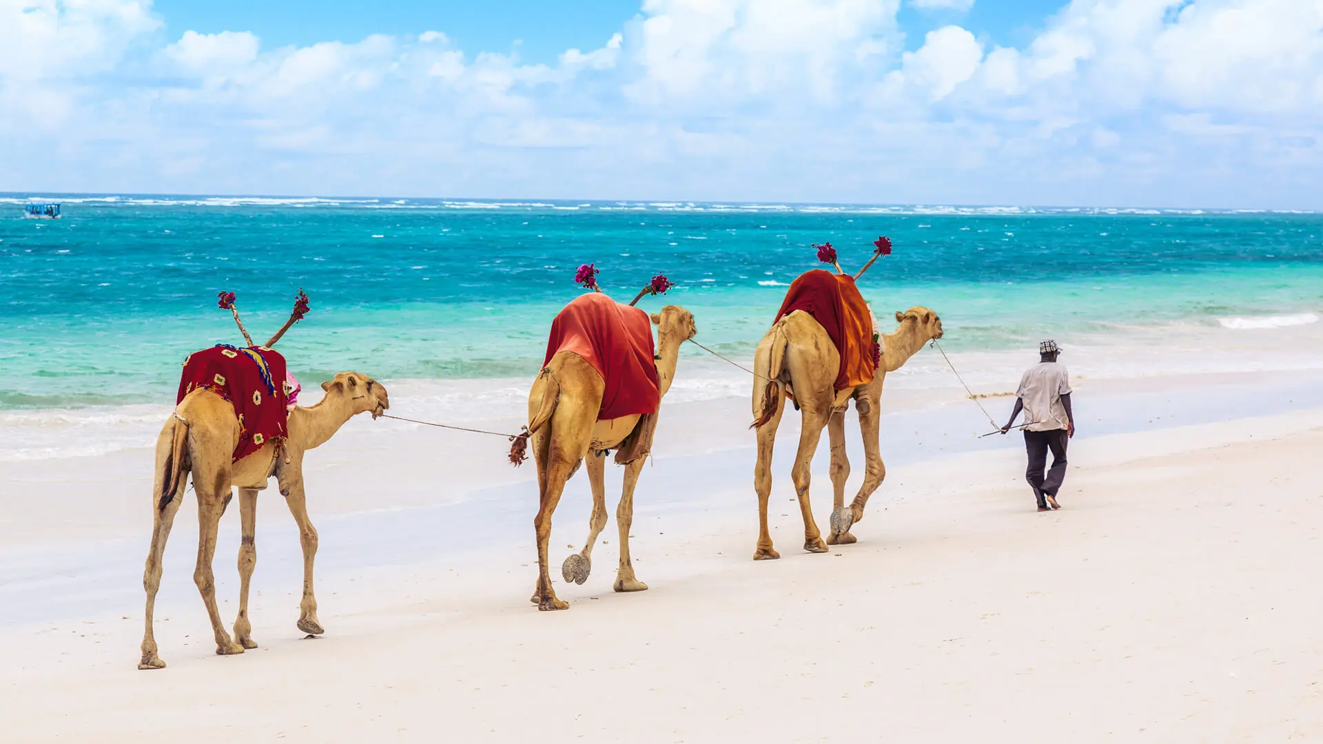 Three camels walking on a white sand beach in kenya