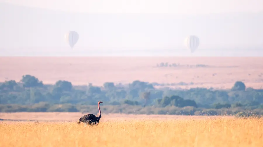 The masia mara kenya