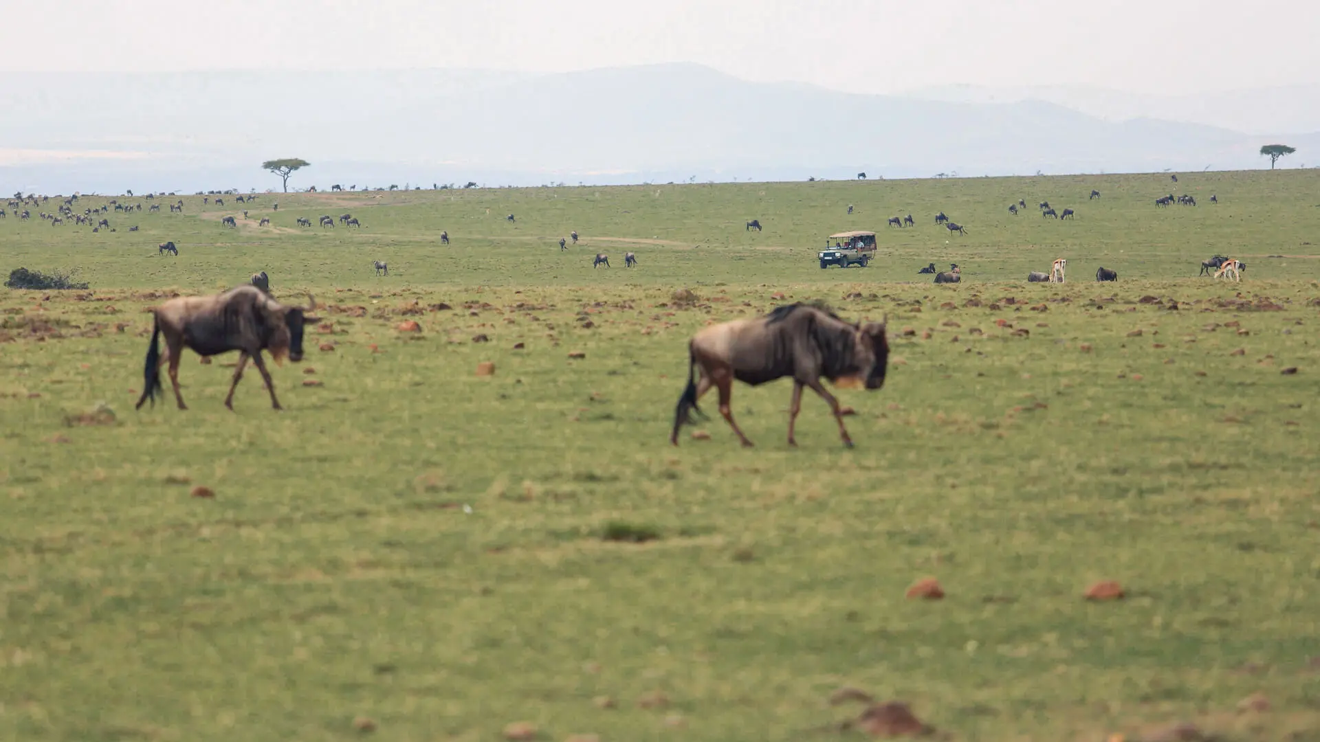 Safari vehicles watching wildbeest crossing in the Masai Mara Kenya