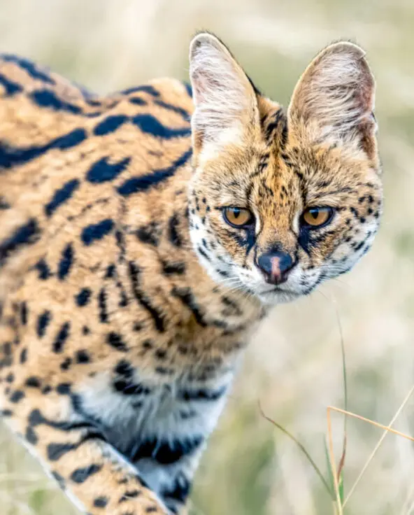 Serval walking in the grasses in the Masai Mara Kenya