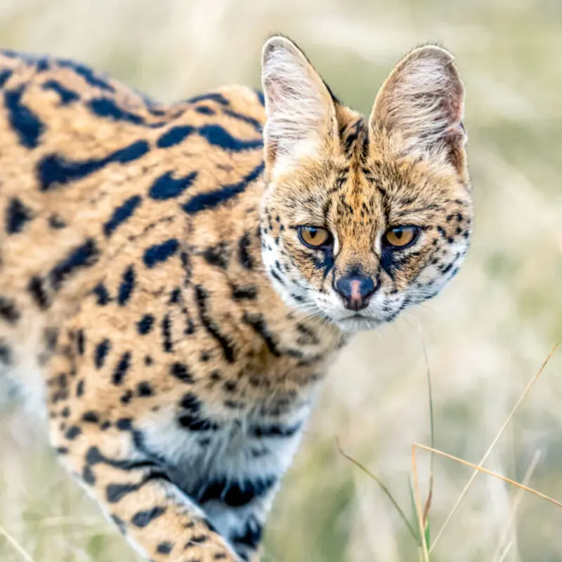Serval walking in the grasses in the Masai Mara Kenya