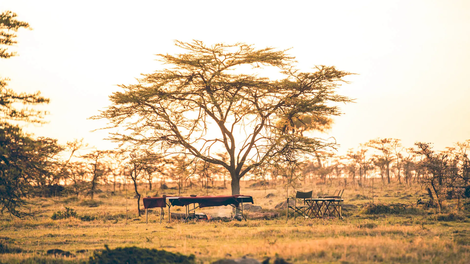 Safari dining in the masai mara kenya