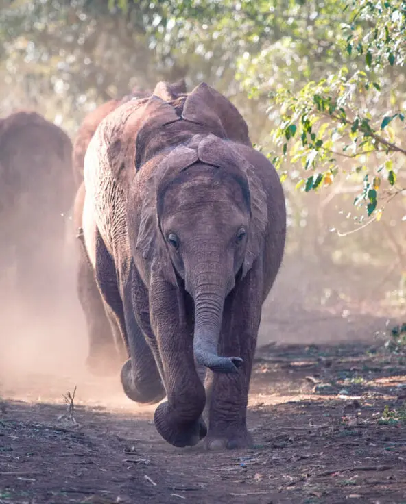 A herd of elephants walking towards the camera in the bush Nairobi