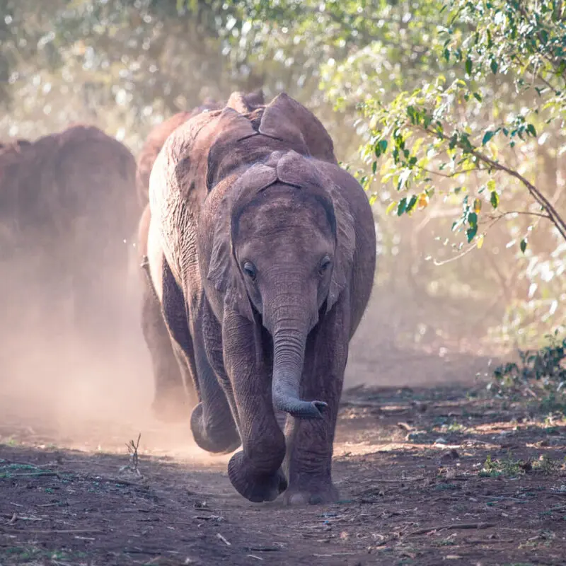 A herd of elephants walking towards the camera in the bush Nairobi
