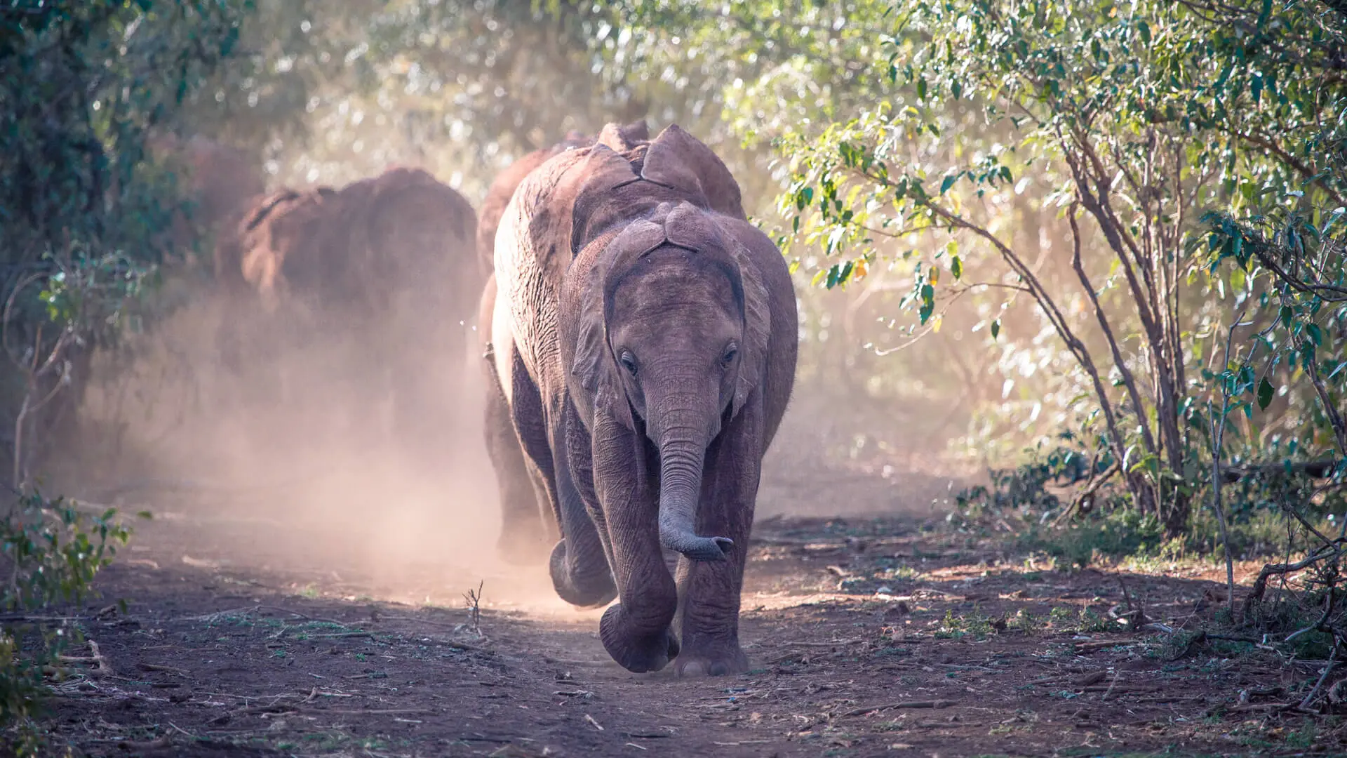 A herd of elephants walking towards the camera in the bush Nairobi