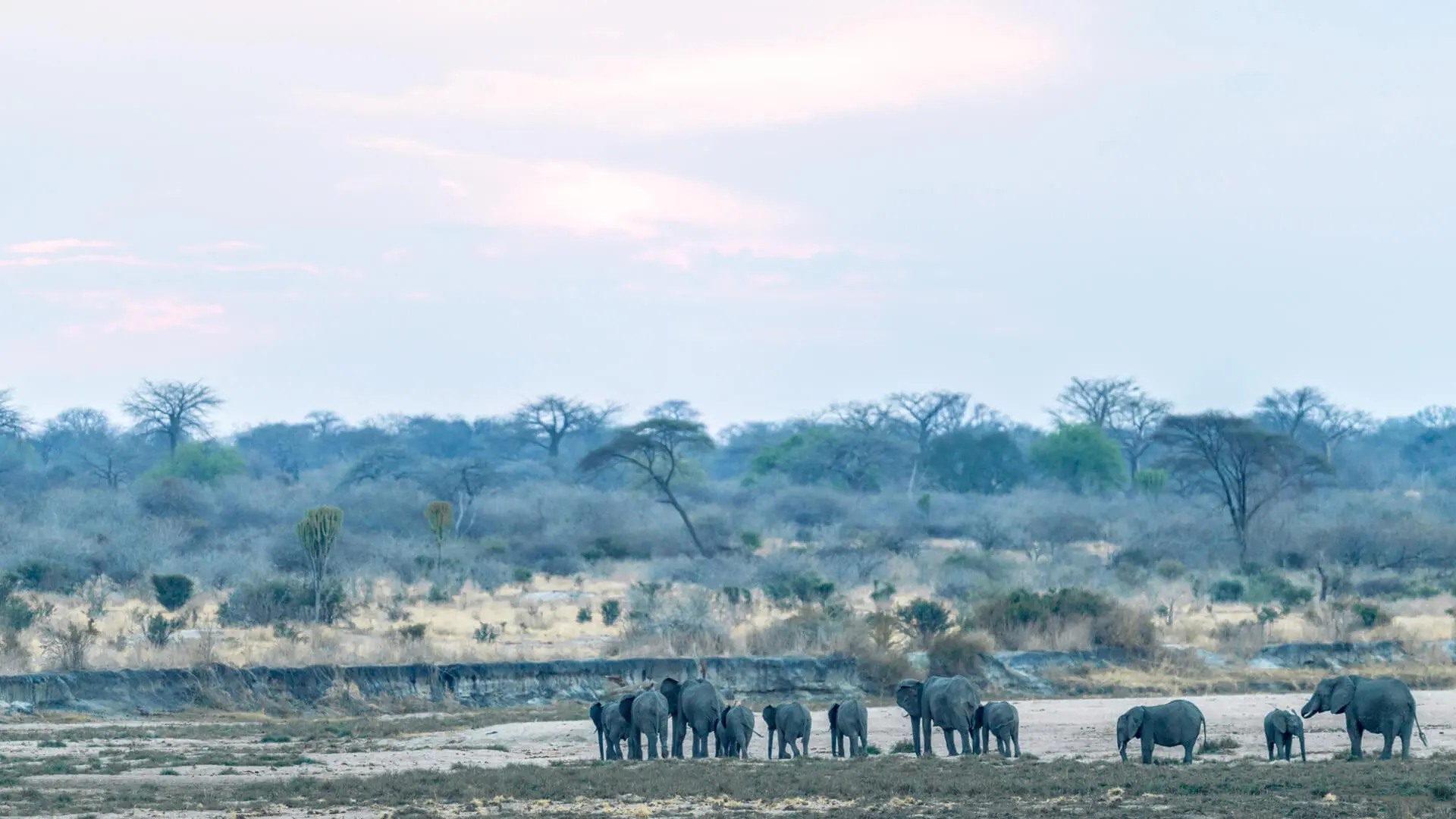 A herd of elephants in ruaha national park southern tanzania