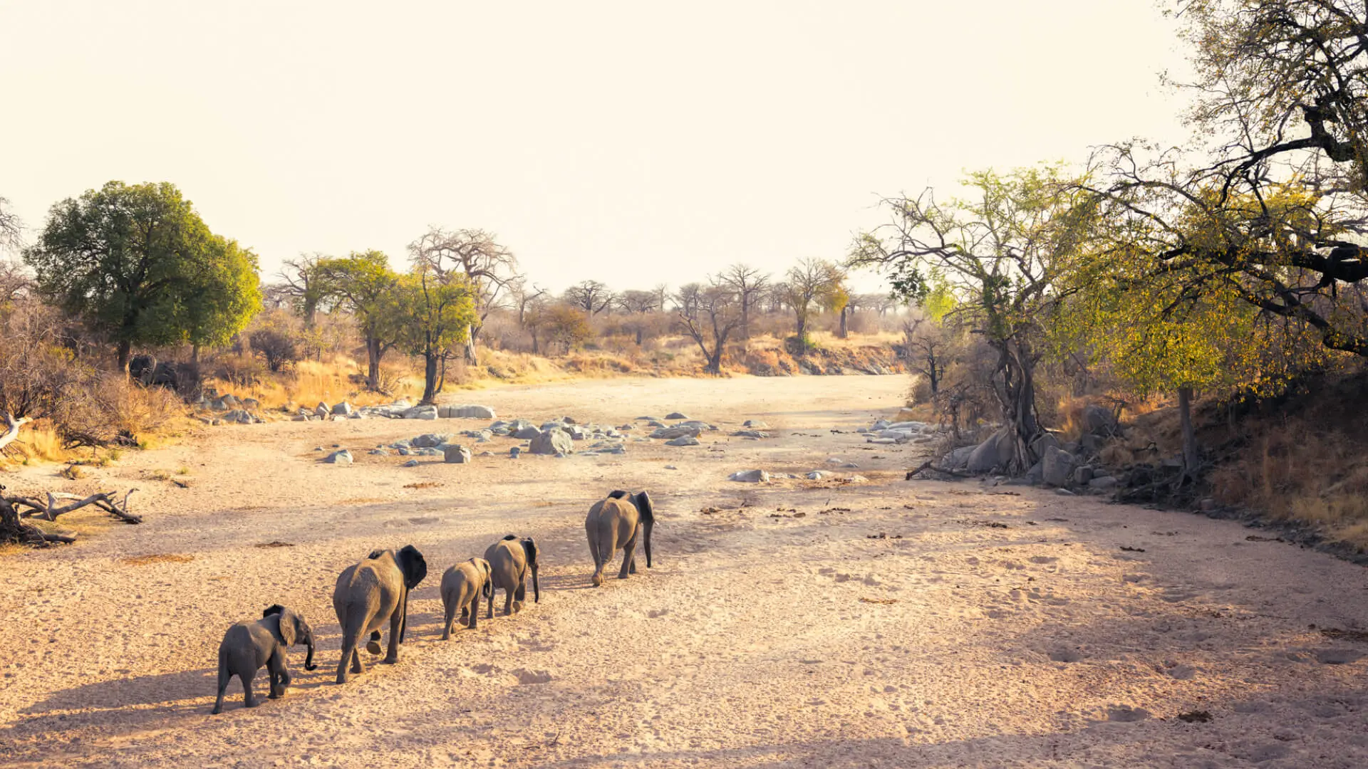 A family of elephants walking on the dry riverbed in southern tanzania