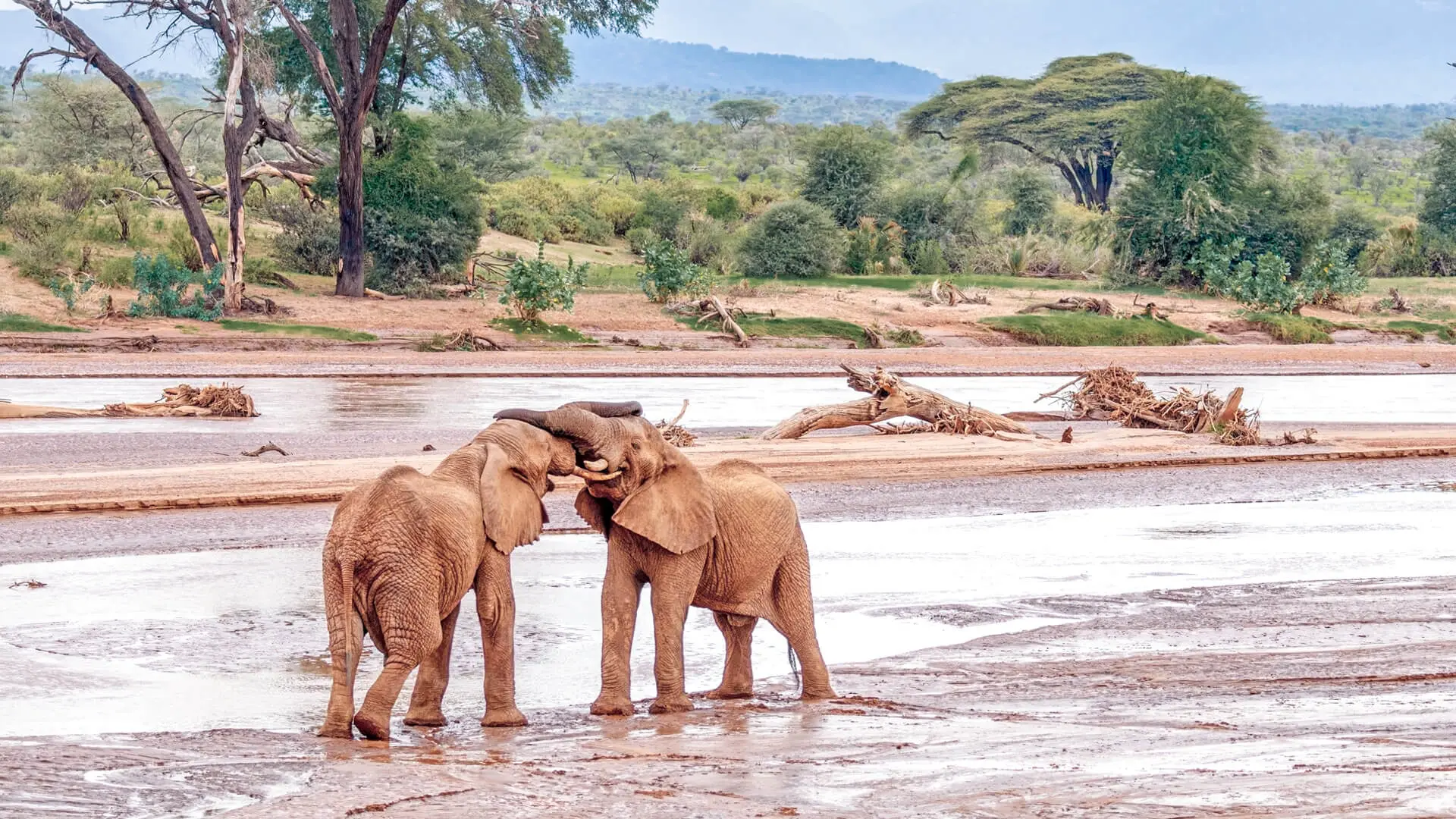 Two elephants playing in the river in Samburu Kenya