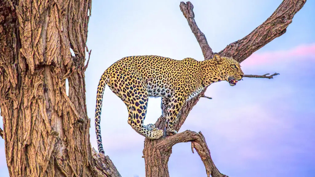 A leopard climbing up the tree in Samburu Kenya