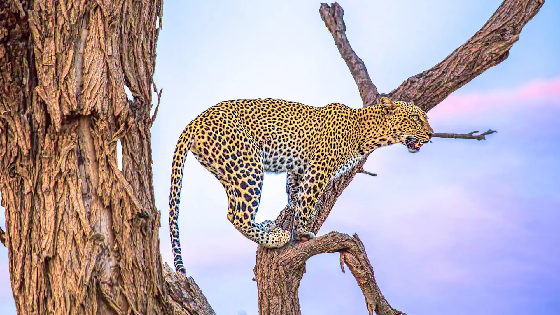 A leopard climbing up the tree in Samburu Kenya