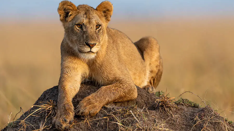 Lion cub