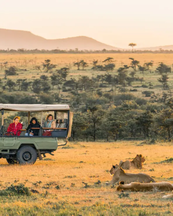 Guests on an early morning game drive observe a group of lazing lions
