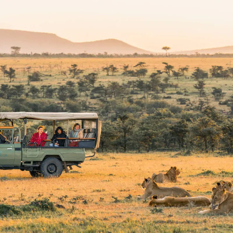 Guests on an early morning game drive observe a group of lazing lions