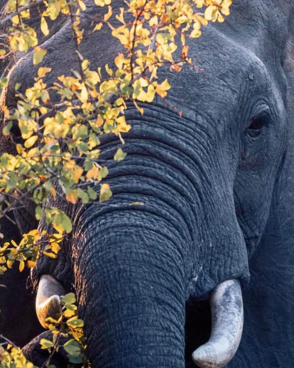 Elephant behind tree in Ruaha National Park Tanzania