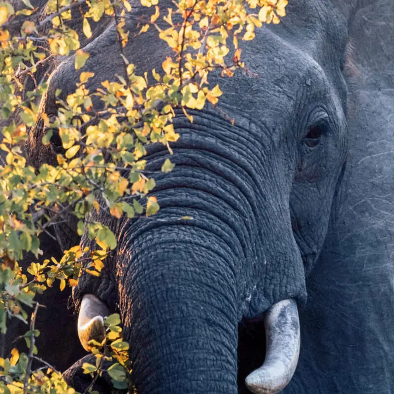 Elephant behind tree in Ruaha National Park Tanzania