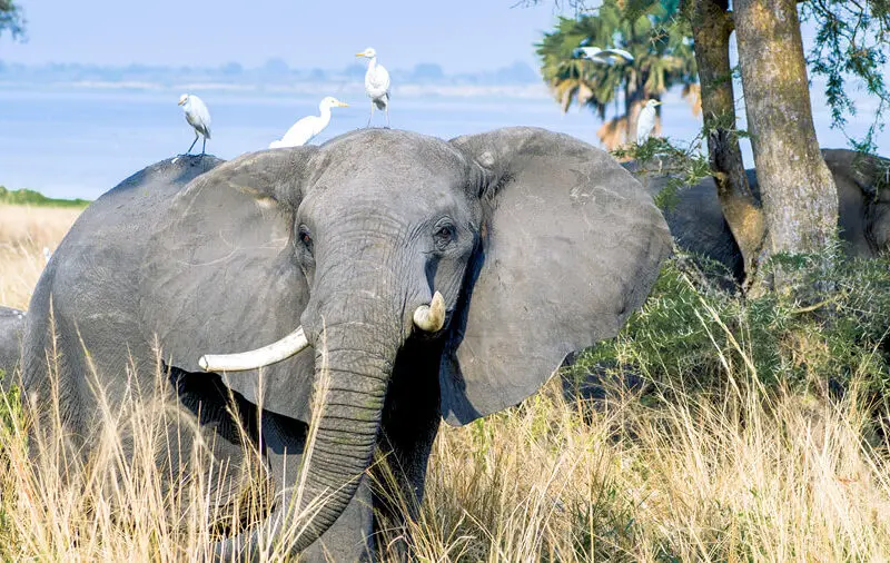 Elephants grazing in the dry grass, Uganda