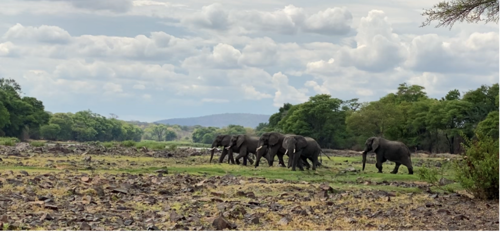 Elephants at Usangu Expedition Camp Ruaha National park Tanzania